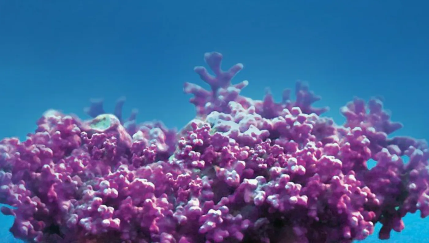 Deep-sea red algae